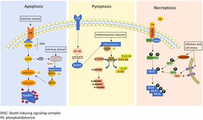 Inflammatory cell death induced by 5-aminolevulinic acid-photodynamic therapy initiates anticancer immunity